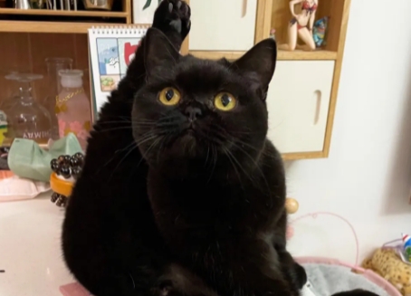 英短黑猫多少钱一只
