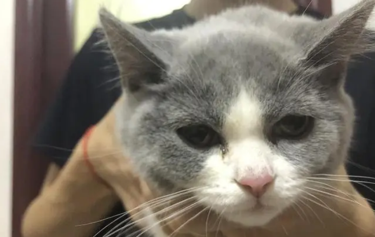 小猫猫瘟弱阳性还有救吗