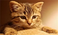 小猫能活多少年