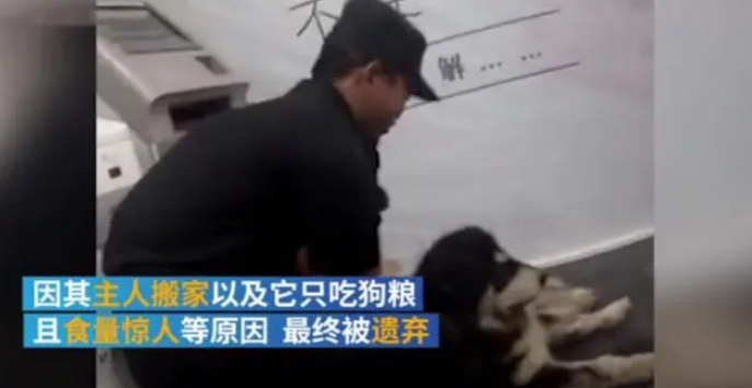 流浪阿拉斯加银行蹭空调不肯走,民警一句话乖乖上警车 流浪阿拉斯加银行蹭空调不肯走,民警一句话乖乖上警车