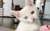 怎么快速让猫喜欢你粘着你