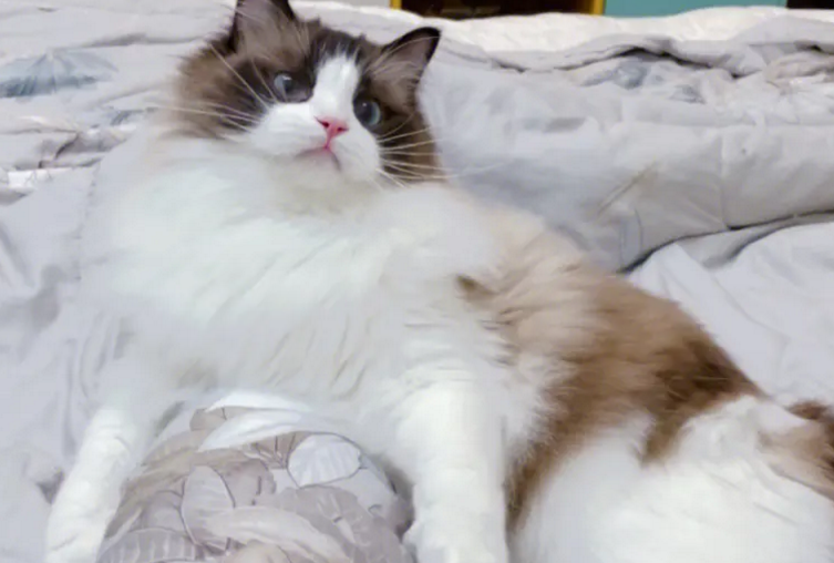 养了一年多的猫还扑上来咬人