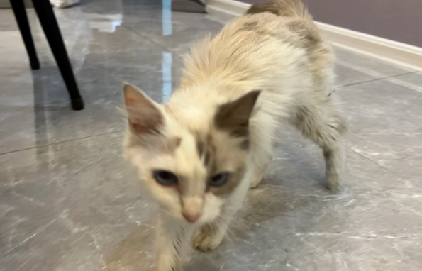 网友捡到流浪猫养了四个月后,原主人找上门要求还猫:这猫是我花2700买的 网友捡到流浪猫养了四个月后,原主人找上门要求还猫:这猫是我花2700买的