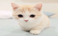 小猫英语怎么说