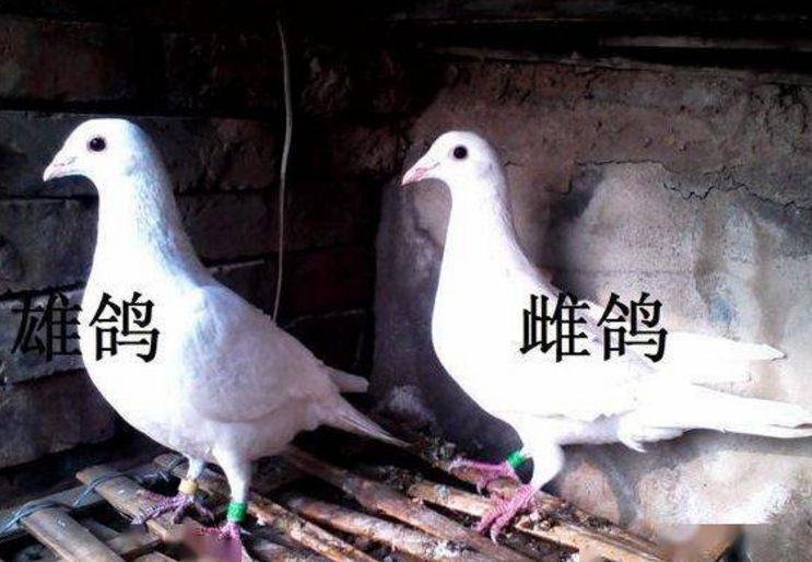 鸽子公母照片 鸽子公母照片