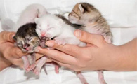 怎么给猫接生