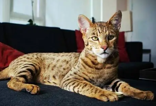 未宠百科为您猫种知识普及：阿瑟拉猫