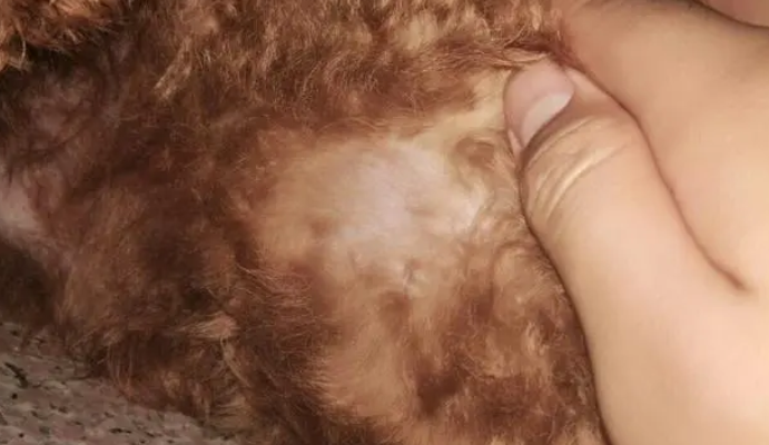 小狗身上掉毛一块露皮怎么办