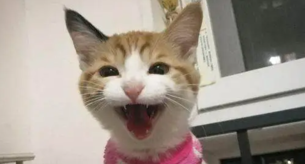 新买了一只猫咪回家,直到看了监控后,才知道它过得这么惨 新买了一只猫咪回家,直到看了监控后,才知道它过得这么惨