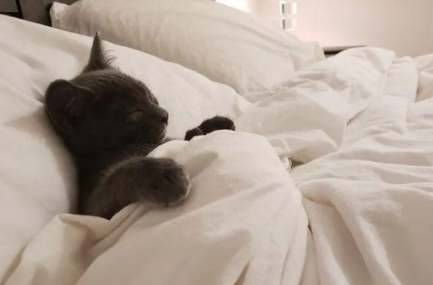 这些盖着被子睡着的猫咪们,看起来睡得好香 这些盖着被子睡着的猫咪们,看起来睡得好香
