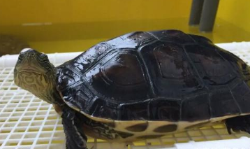 中华草龟品种介绍