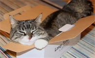 怎么把猫从外地运回家