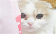 小猫怀孕多久能生