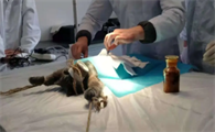 小猫绝育手术一般多少钱