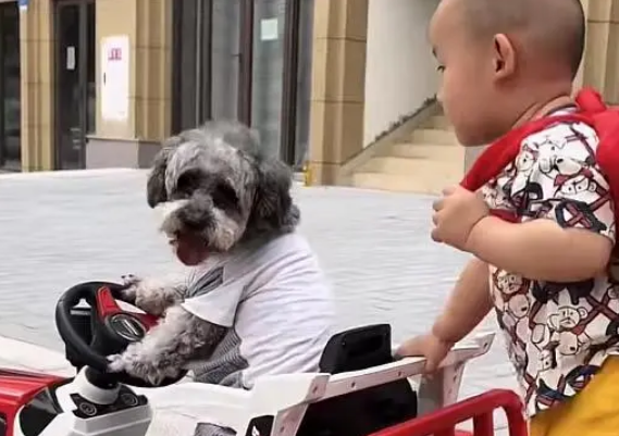 神犬多多:凭超高智商走红网络,买菜做饭惊呆网友,狗也能成精? 神犬多多:凭超高智商走红网络,买菜做饭惊呆网友,狗也能成精?