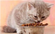 小猫多久断奶吃猫粮