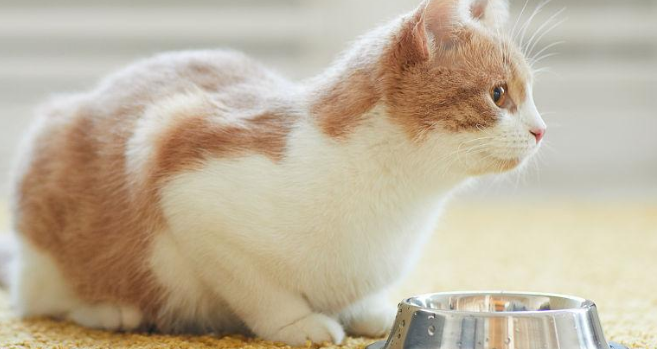 怎么让猫吃饭 怎么让猫吃饭