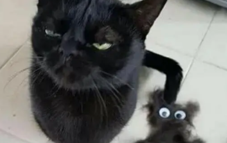 铲屎官用黑猫掉的毛发,给捏了一个黑猫模样,黑猫看见后表情亮了 铲屎官用黑猫掉的毛发,给捏了一个黑猫模样,黑猫看见后表情亮了