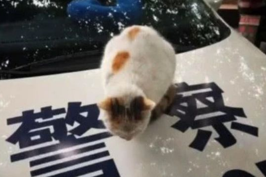 猫咪“霸占”警车,好在警察们有耐心:请跟我局子里走一趟 猫咪“霸占”警车,好在警察们有耐心:请跟我局子里走一趟