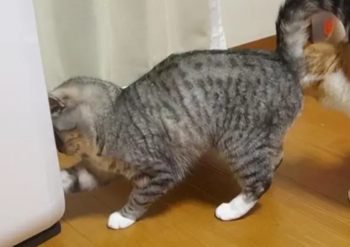 小猫如何分辨公母 小猫如何分辨公母