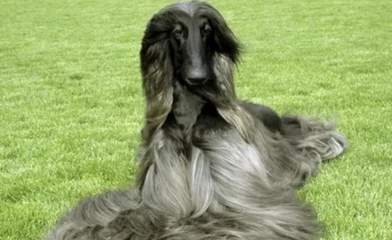 阿富汗猎犬服从性 主人口令的适应性