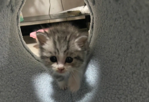 小猫咪多久睁眼睛 小猫咪多久睁眼睛