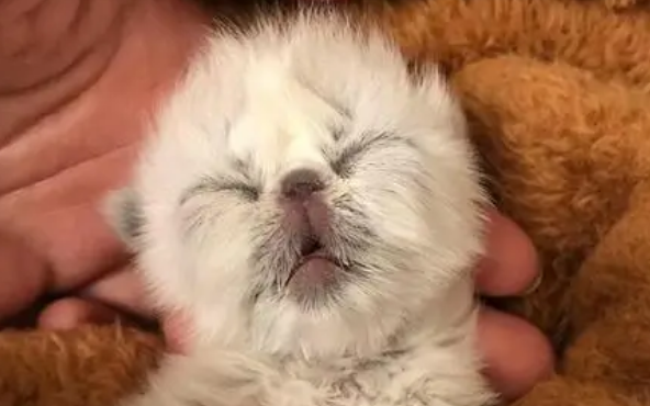 小猫咪几天睁眼睛几天会跑 小猫咪几天睁眼睛几天会跑