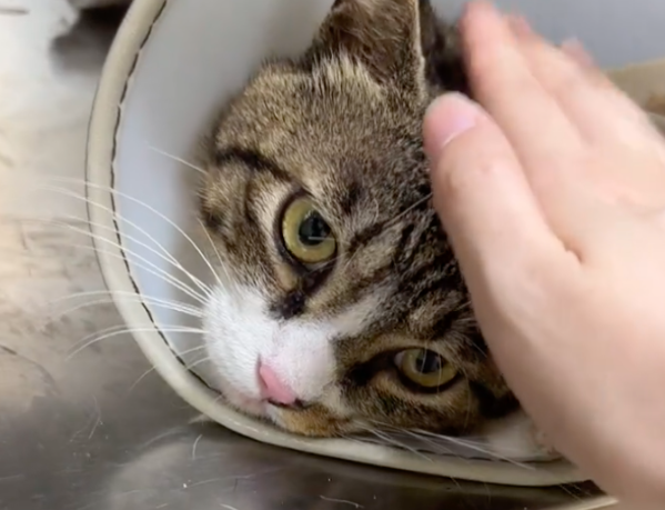 担心流浪猫无法过冬，整个小区的人都来给它送猫窝，老奶奶：可不能冻到小孙孙！