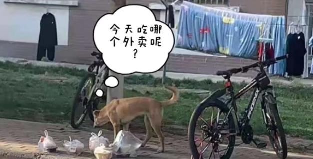 高校流浪狗偷拿外卖,被学生堵在墙角教育,狗:上面又没写你名字 高校流浪狗偷拿外卖,被学生堵在墙角教育,狗:上面又没写你名字