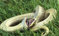 蛇的生殖器官生育器图片