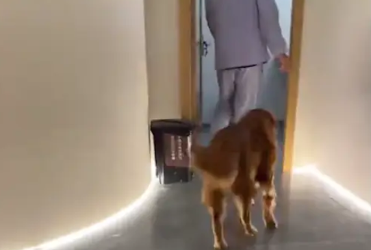 金毛做完绝育手术后，麻醉药效还没有过，它就气呼呼的找医生算账去了！