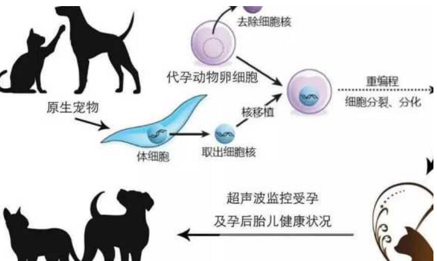 上海一奶奶花 18 万克隆宠物狗，你支”