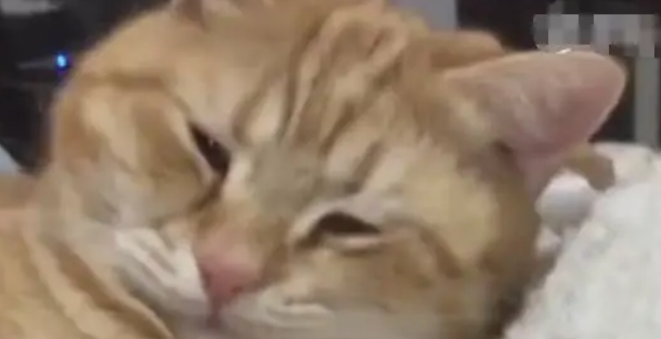 橘猫埋头苦睡被主人一把推醒,气的褶子都出来了:信不信朕削你! 橘猫埋头苦睡被主人一把推醒,气的褶子都出来了:信不信朕削你!