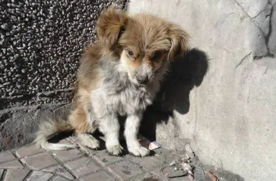印度收编流浪狗训练成警犬 将协助安保小分队