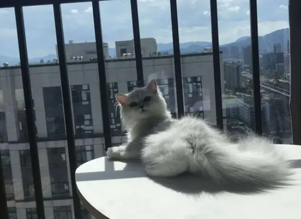 猫咪爱上隔壁猫,主人亲自带猫上门,公猫却被小母猫凶 猫咪爱上隔壁猫,主人亲自带猫上门,公猫却被小母猫凶