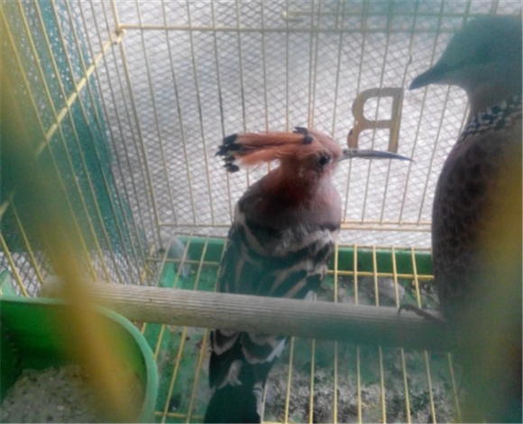 什么鸟认主人可以散养 什么鸟认主人可以散养