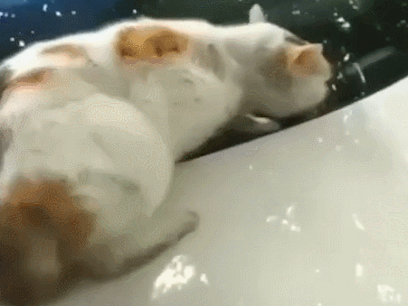 猫咪趴警车上睡觉，怎么推都不下去，猫：被我占了就是我的地盘！ 
