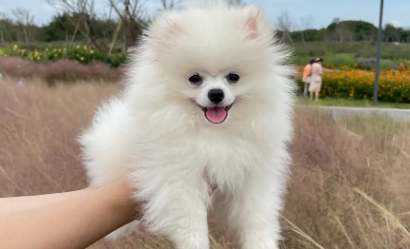 什么狗最温顺 什么狗最温顺