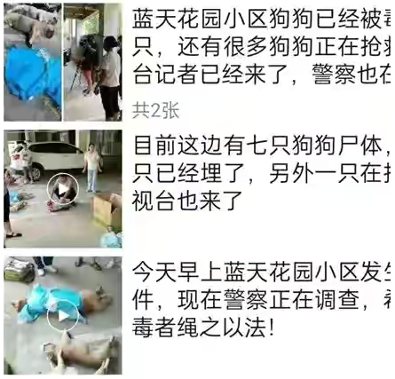 贵州一小区8条名贵宠物狗被毒死，狗主人抱着尸体崩溃痛哭