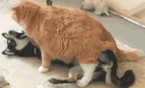 二哈和橘猫的对决,一秒就被干翻的一定不会是橘猫,那么…… 二哈和橘猫的对决,一秒就被干翻的一定不会是橘猫,那么……