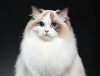 布偶猫：那些“笨拙”的可爱与真实的智慧
