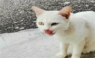 眼睛一黄一蓝的猫贵吗