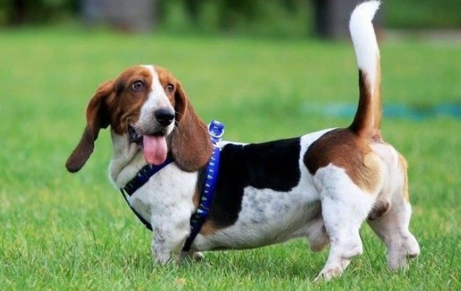 巴吉度犬怎么样？智商不高粉丝很多