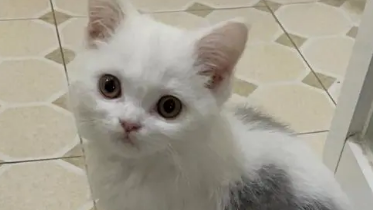 养猫能养紫掌花吗 养猫能养紫掌花吗