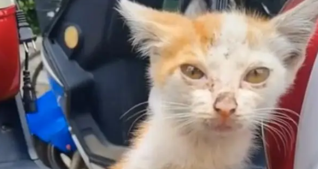 小猫咪饿得走不动路,被好心人喂了火腿肠后,双眼热泪盈眶 小猫咪饿得走不动路,被好心人喂了火腿肠后,双眼热泪盈眶
