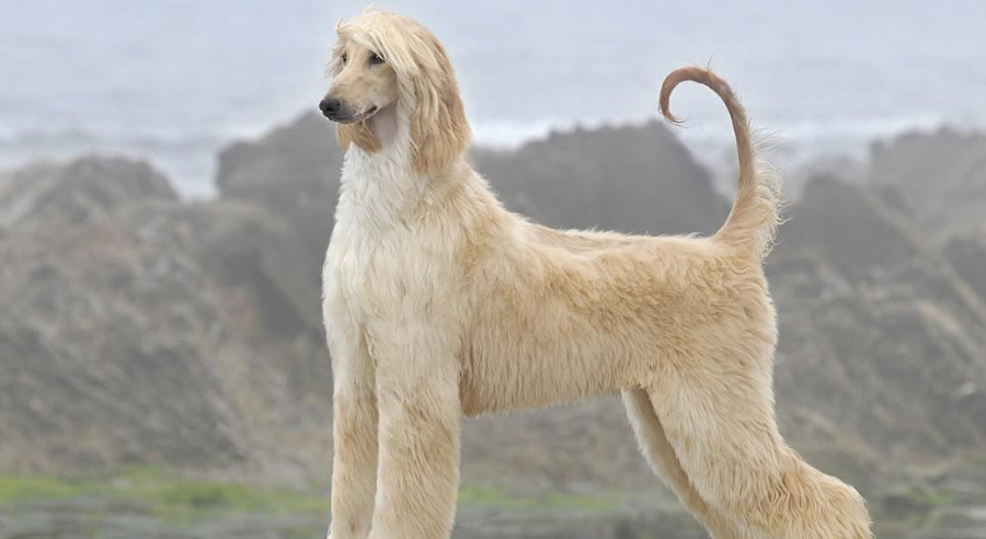 阿富汗猎犬驱虫方法有哪些 多大开始驱虫预防 阿富汗猎犬驱虫方法有哪些 多大开始驱虫预防