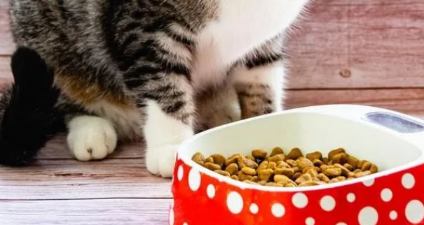 哪几种猫粮比较安全：打造健康的小猫咪口粮！