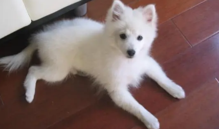 银狐犬有灵性吗