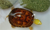 黄喉拟水龟怎么分公母