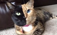 养阴阳脸的猫镇宅辟邪